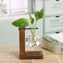 Terrarium Hidropônicos GlassGreen